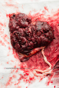 Read more about the article The Mighty Placenta | Vancouver Birth Photographer